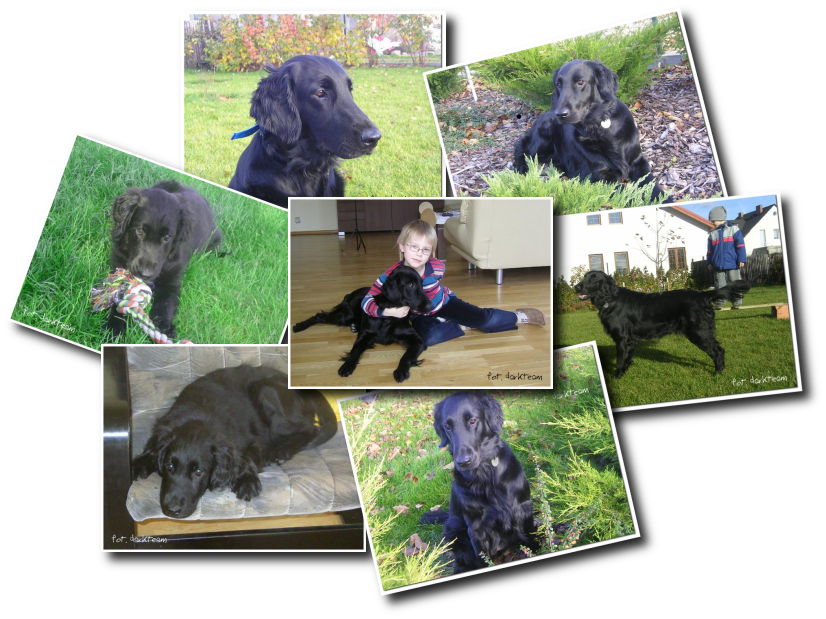 hodowla flat coated retriever