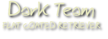 darkteam flat coated retriever