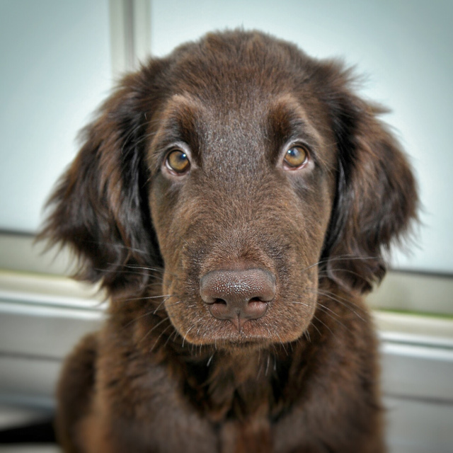 szczenię Flat Coated Retriever