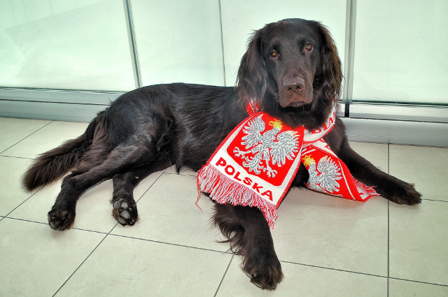 szczenię Flat Coated Retriever