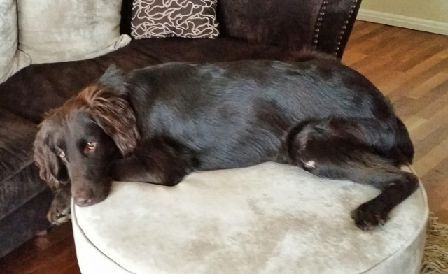 szczenię Flat Coated Retriever