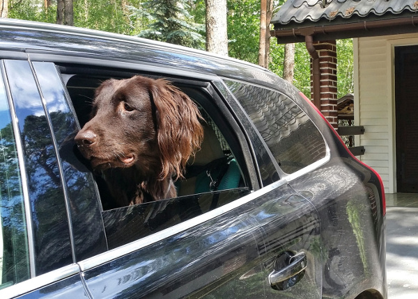 szczenię Flat Coated Retriever