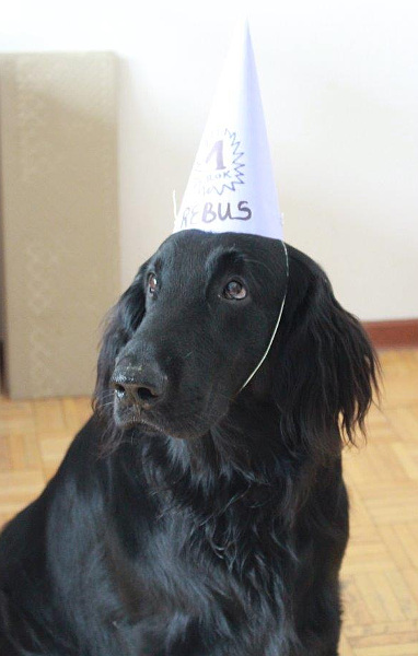 szczenię Flat Coated Retriever