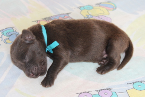 szczenię Flat Coated Retriever