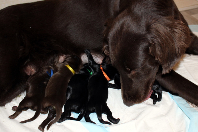 szczenię Flat Coated Retriever