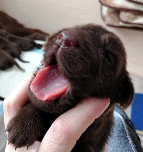 szczenię Flat Coated Retriever