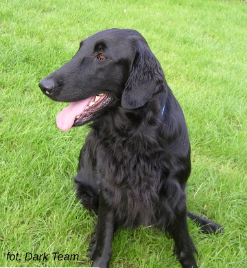 flat coated retriever missy