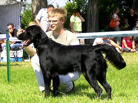 flat coated retriever blues