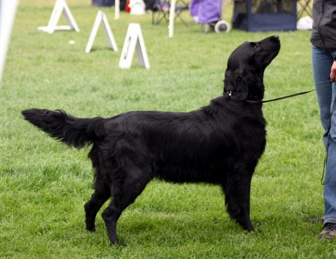 wystawa flat coated retriever