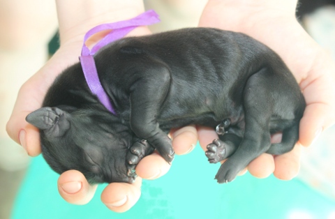 szczeniak  Flat Coated Retriever