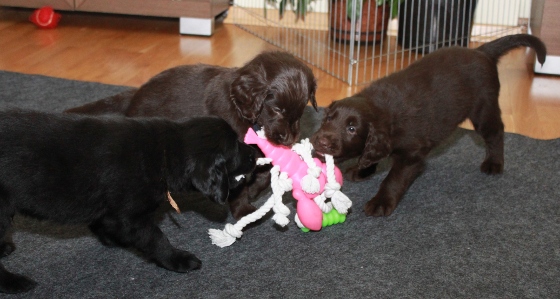 flat coated retriever - zabawy