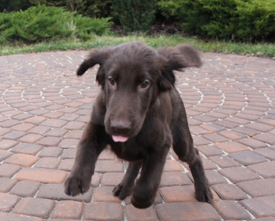 flat coated retriever - zabawy