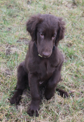 flat coated retriever - zabawy