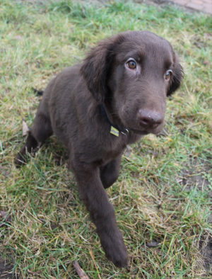 flat coated retriever - zabawy