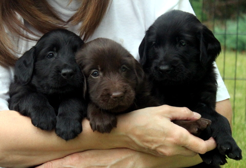 szczenię Flat Coated Retriever