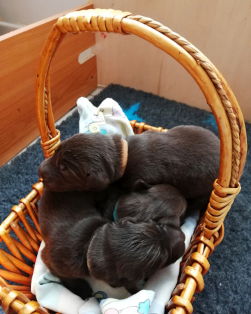 szczenię Flat Coated Retriever