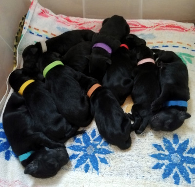 szczenię Flat Coated Retriever